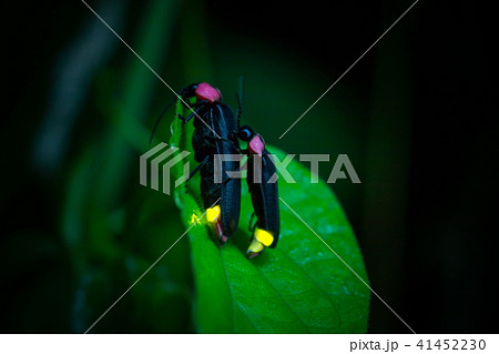 ゲンジボタルの交尾 41452230