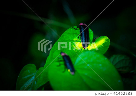 ゲンジボタル 41452233