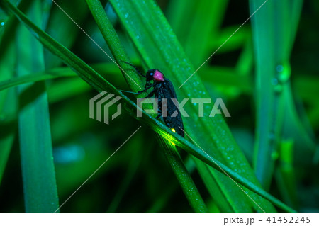 ゲンジボタル ゲンジボタル 41452245