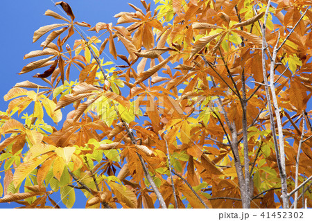 朴木の黄葉 41452302