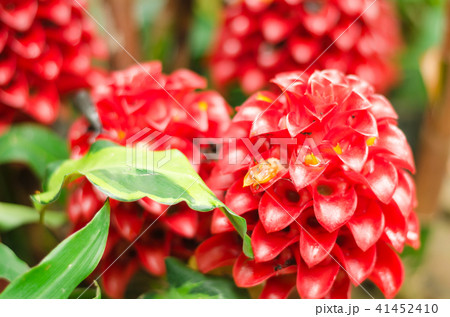 Red ginger flower Red ginger flower 41452410