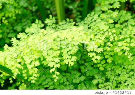 Adiantum fern or Maidenhair fern Adiantum fern or Maidenhair fern 41452415