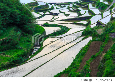 浜野浦の棚田の水張風景 【佐賀県】 浜野浦の棚田の水張風景 【佐賀県】 41452473