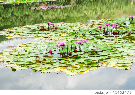 Beauty of water lily in the pond 41452479