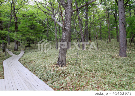 木道 木道 41452975