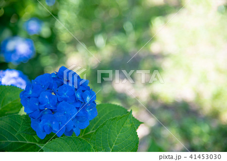 初夏に咲くアジサイ　青いあじさい 41453030