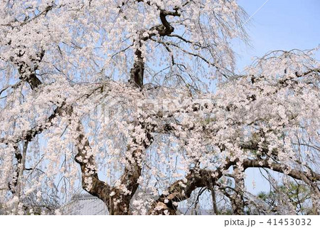 桜 41453032