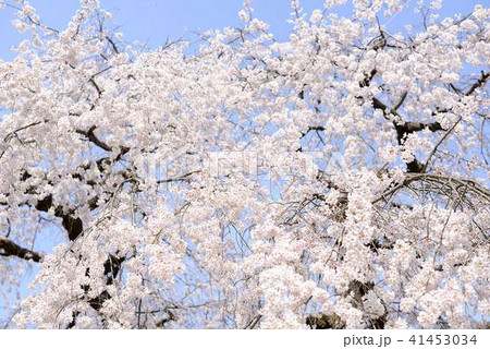 桜 41453034