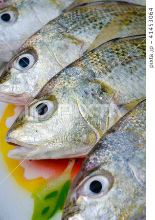 Fresh Lined Silver Grunt Fish for Cooking. 41453064