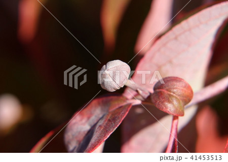 ハナミズキの花芽の写真素材