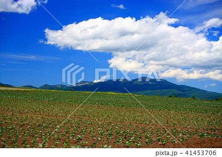 高原キャベツの産地嬬恋村 41453706
