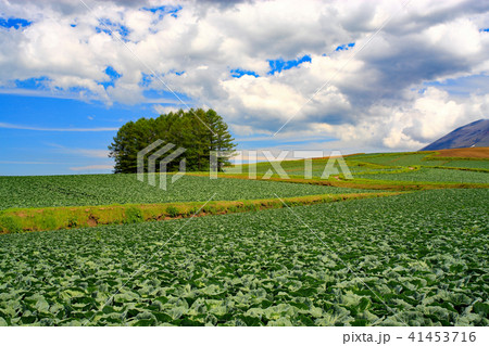 広大な高原キャベツ畑 41453716
