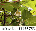 キウイフルーツの雌花 41453753
