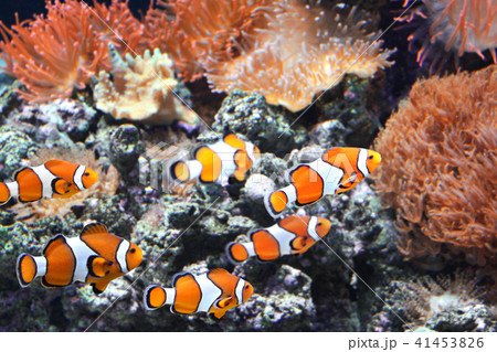 Sea anemone and clown fish Sea anemone and clown fish 41453826