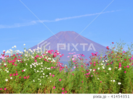 コスモスと富士山-223364 コスモスと富士山-223364 41454351