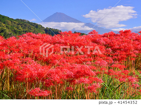 彼岸花と富士山-223398 彼岸花と富士山-223398 41454352