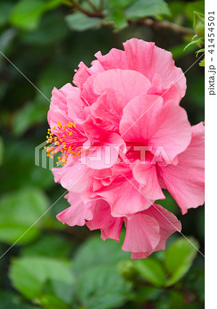 Chinese rose (Hibiscus rosa sinensis) 41454501