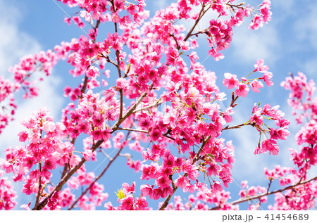 Beautiful pink flower of Sakura 41454689