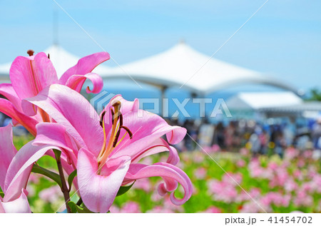 大阪舞洲ゆり園の風景 大阪舞洲ゆり園の風景 41454702