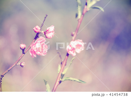Beautiful pink flower of Sakura 41454738