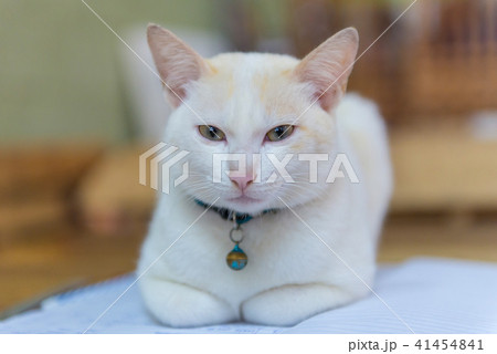 Thai white cat and look at camera on the table 41454841