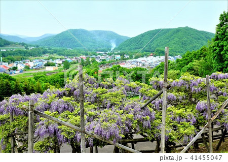 藤の花と街並み まるせっぷ藤園 北海道 藤の花と街並み まるせっぷ藤園 北海道 41455047