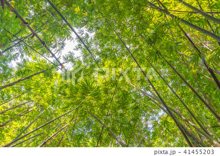 Bamboo branch in forest seen from ground up 41455203