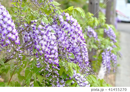 藤の花 まるせっぷ藤園 北海道の写真素材