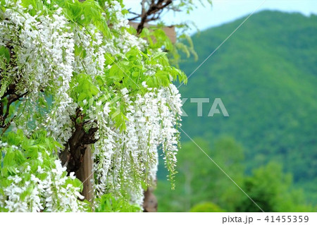 白い藤の花 まるせっぷ藤園 北海道の写真素材