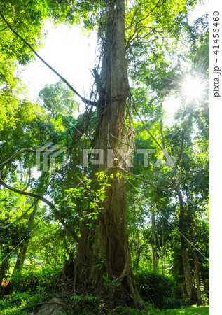 Tall trees in green forest 41455460