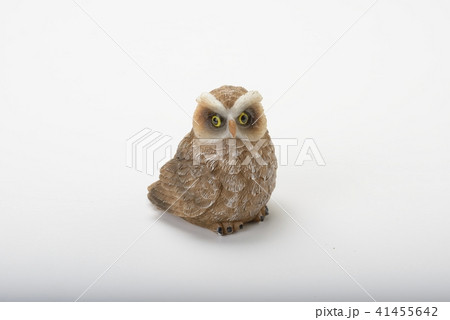 フクロウ 41455642