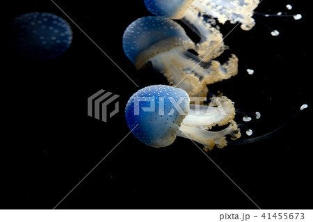 jellyfish isolated on black sea close up detail 41455673