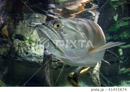 Silver arawana fish underwater portrait Silver arawana fish underwater portrait 41455674