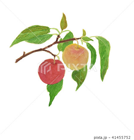 プラム　Prunus salicina 41455752