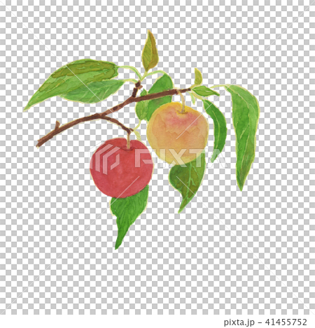 プラム　Prunus salicina 41455752