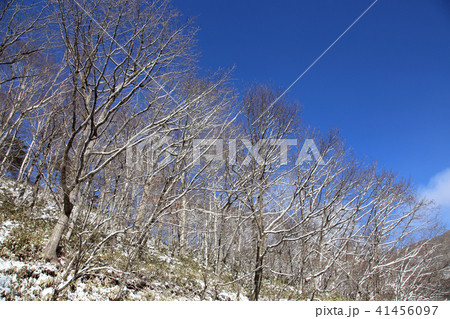 冬の樹木の写真素材