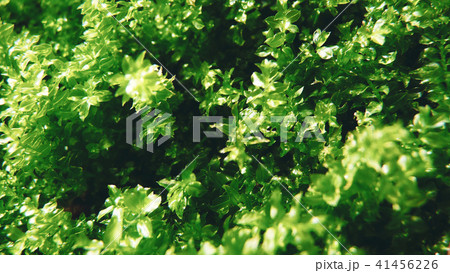 こけ こけ 41456226