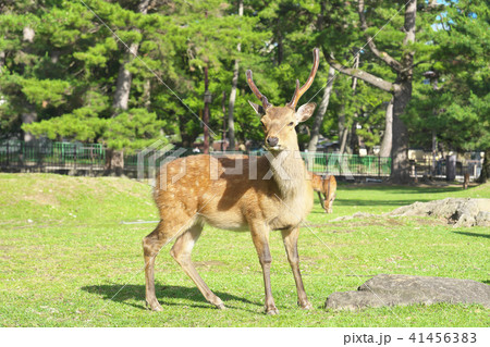 春日の杜の神使 41456383