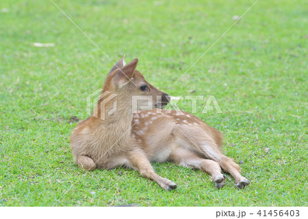 春日の杜の神使 41456403