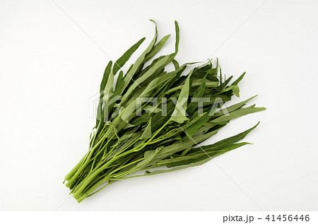 空心菜（クウシンサイ） 41456446