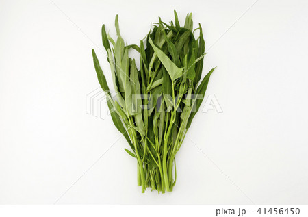 空心菜（クウシンサイ） 41456450