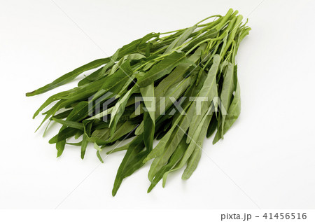 空心菜(クウシンサイ) 空心菜(クウシンサイ) 41456516