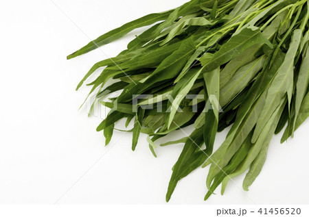 空心菜(クウシンサイ) 空心菜(クウシンサイ) 41456520