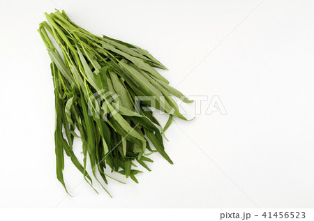 空心菜(クウシンサイ) 空心菜(クウシンサイ) 41456523