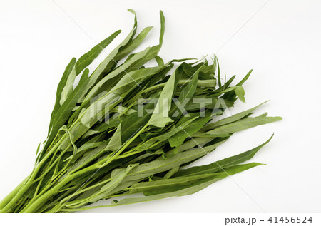 空心菜（クウシンサイ） 41456524