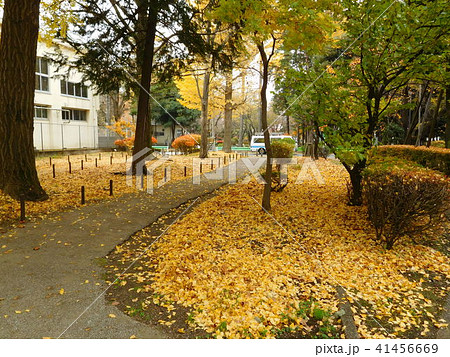 秋のUR多摩平の森と地面のイチョウの葉 41456669