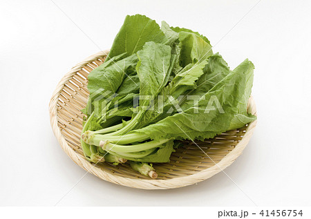 からし菜 からし菜 41456754