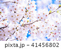 桜満開 41456802