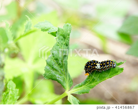 ナミアゲハ蝶の幼虫 ナミアゲハ蝶の幼虫 41456867