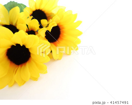 ヒマワリの花束 雑貨 ヒマワリの花束 雑貨 41457491
